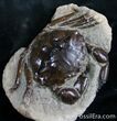 Fossil Crab From Washington - #7322-2